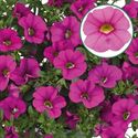 Bild von Calibrachoa P12 Early Pink